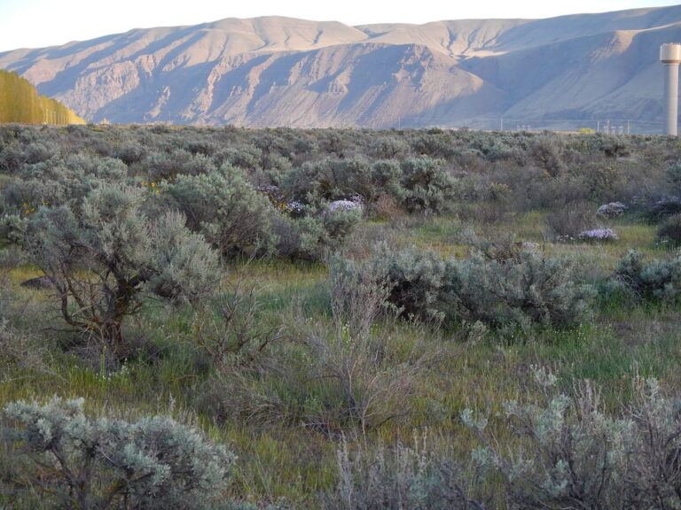 Sagebrush steppe, Priest Rapids Dam area Sagebrush steppe, Priest Rapids Dam area