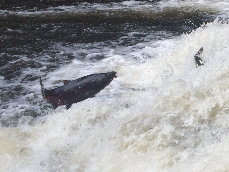 Chinook jumping NF Nehalem falls