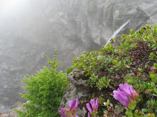 Mount St. Helens - Chocolate Falls & Shrubby Penstemon alpine flowers
