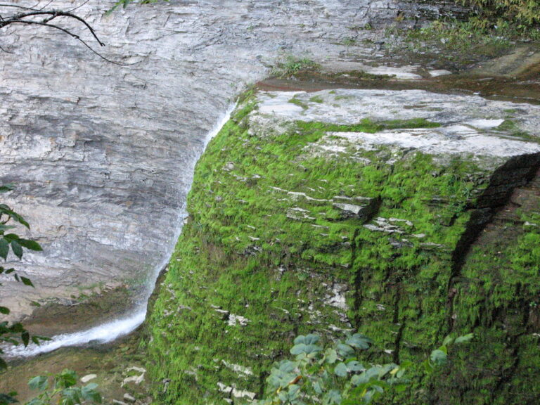Moss on Pulpit Falls Buttermilk Falls State Park, Ithaca NY 2698 Moss on Pulpit Falls Buttermilk Falls State Park, Ithaca NY 2698