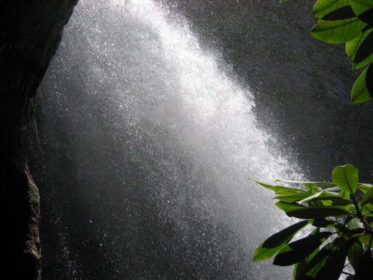 bad branch falls