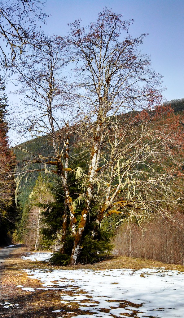 Alnus rubra (Red alder) near Chenuis Falls Trail