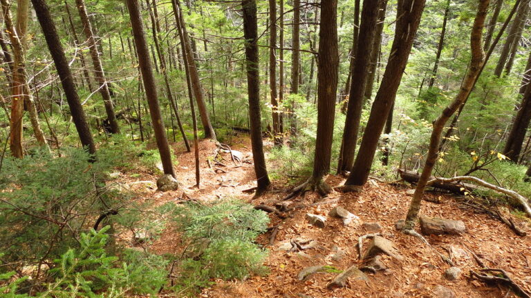 Arethusa Falls Trail, Hart's Location (494264)