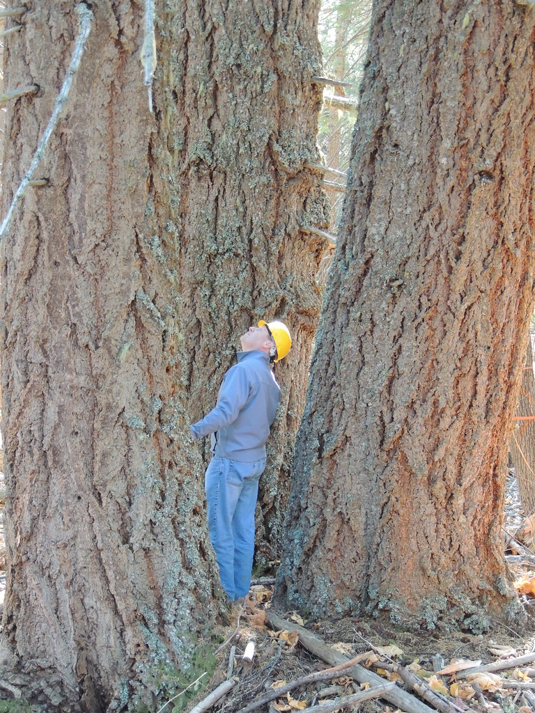 Big Trees, Butte Falls, Oregon