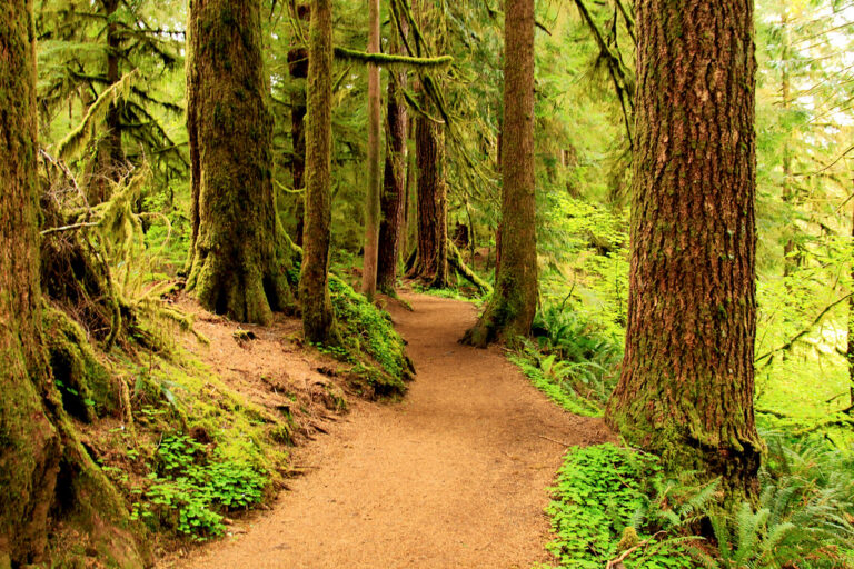 Drift Creek Falls Hiking Trail, Oregon Drift Creek Falls Hiking Trail, Oregon