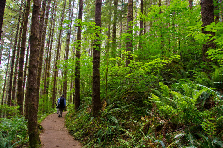 Drift Creek Falls Trail, Siuslaw National Forest