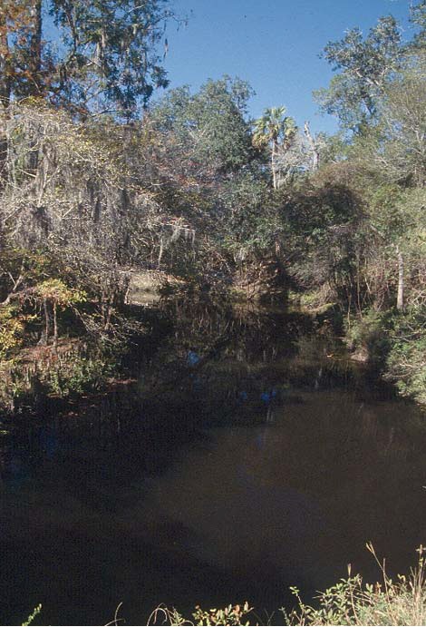 Steinhatchee Falls