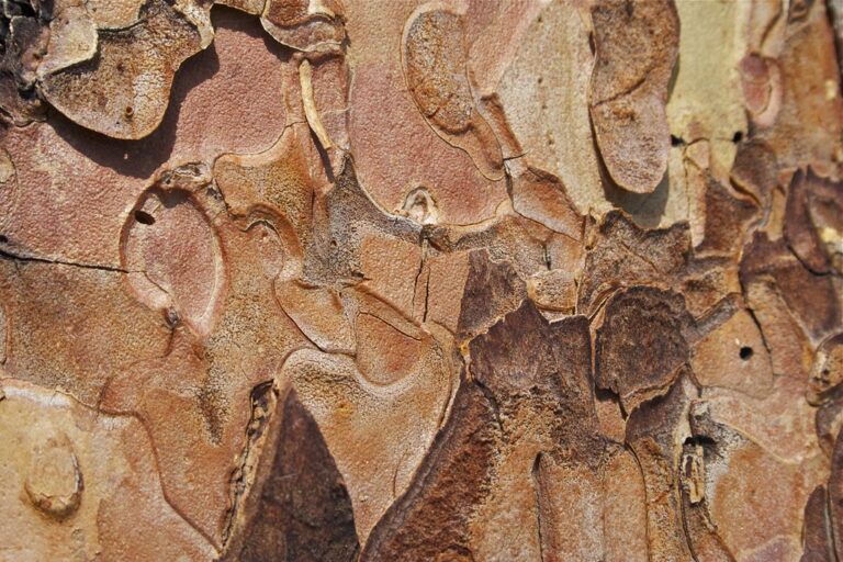 Tree bark near Salt Creek Falls, Oregon Tree bark near Salt Creek Falls, Oregon