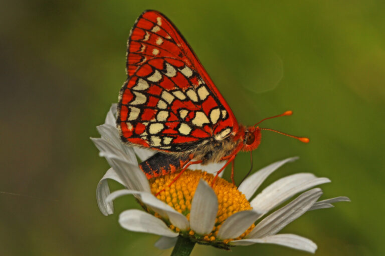 Variable Checkerspot - Euphydryas species, Toketee Falls, Oregon