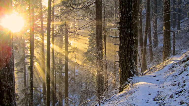 Winter Sunset on Proxy Falls Trail, Willamette National Forest Winter Sunset on Proxy Falls Trail, Willamette National Forest
